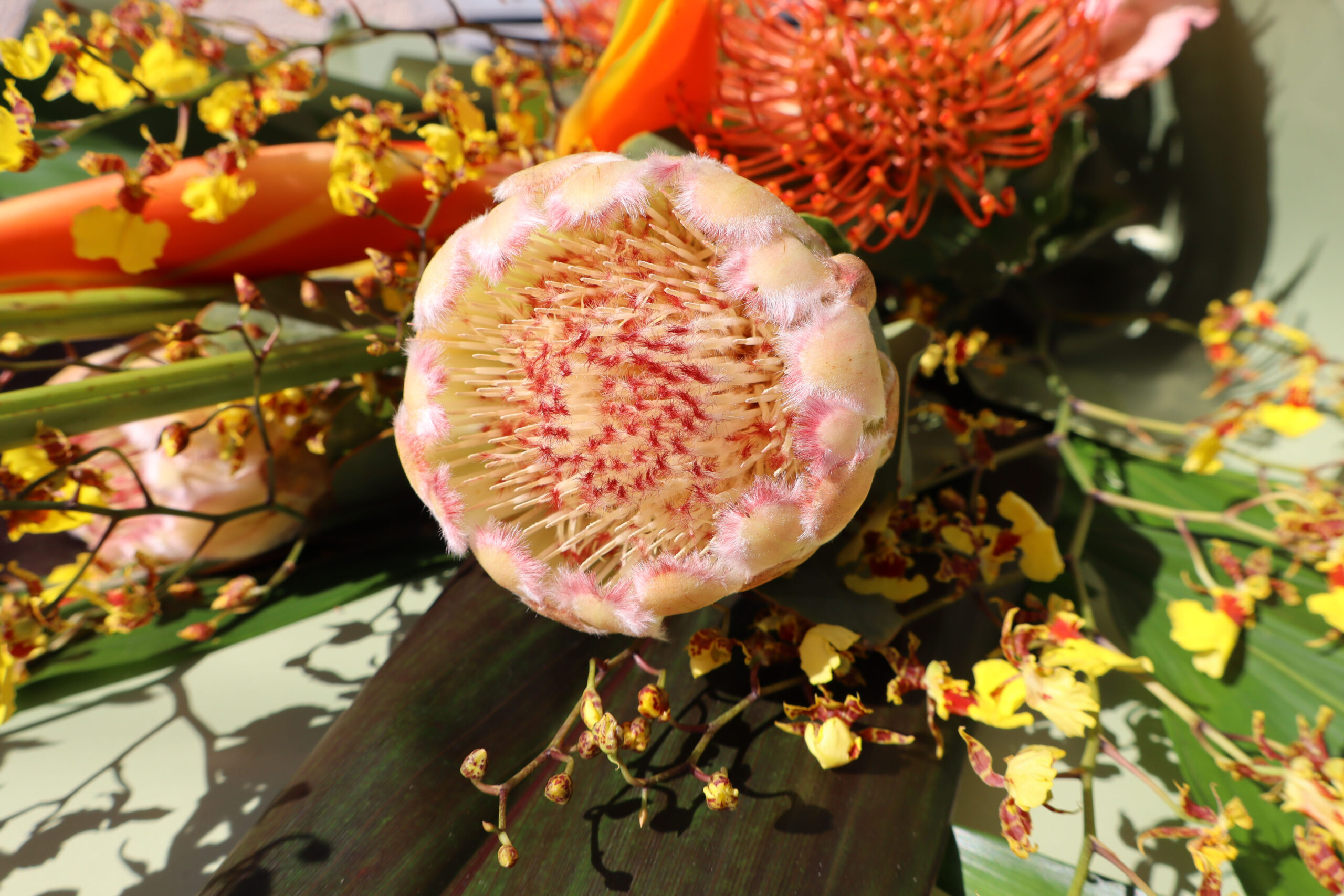 Hawaii flowers, tropical